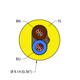 YEL,PVC,2X16,S-DF,ITCERDB,MS40,FF